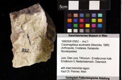 Foto (Objket + Etiketten) von Cracensigillatus acutirostris (Moericke, 1889) 